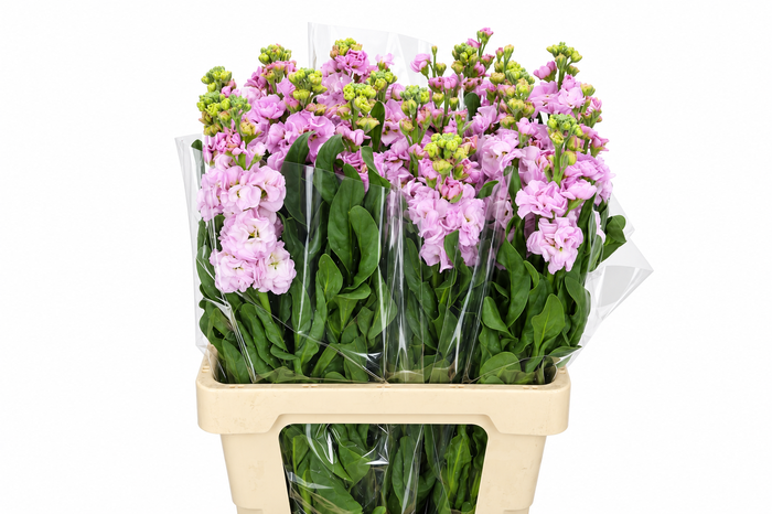 <h4>Matthiola Iron Cherry Blossom</h4>
