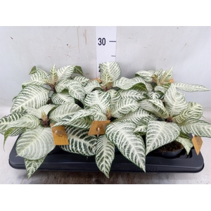 Aphelandra squar. 'White Wash'  NB
