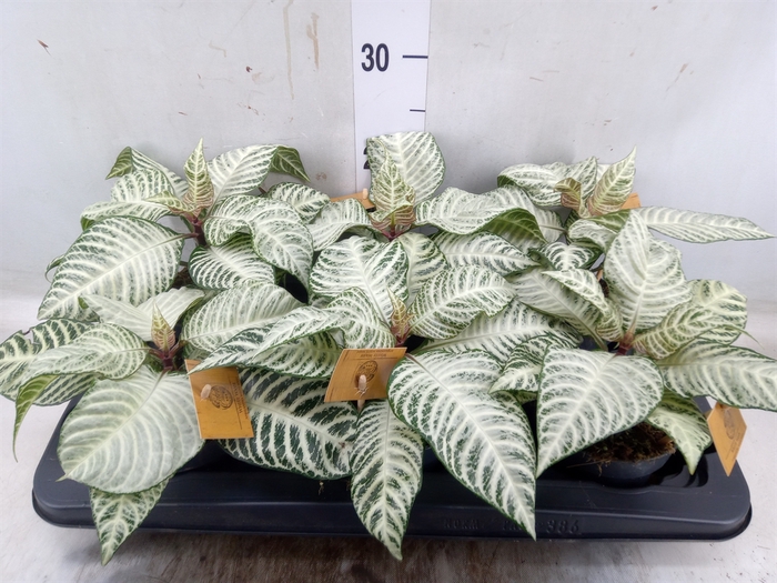 <h4>Aphelandra squar. 'White Wash'  NB</h4>