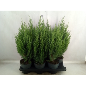 Juniperus chinensis 'Stricta'