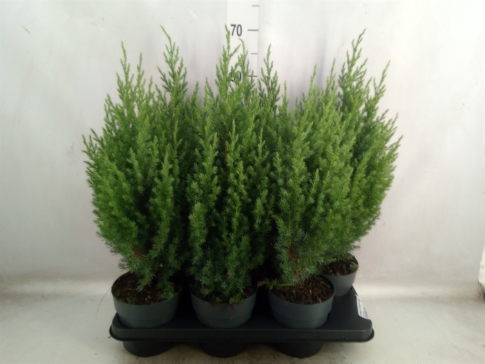 <h4>Juniperus chinensis 'Stricta'</h4>