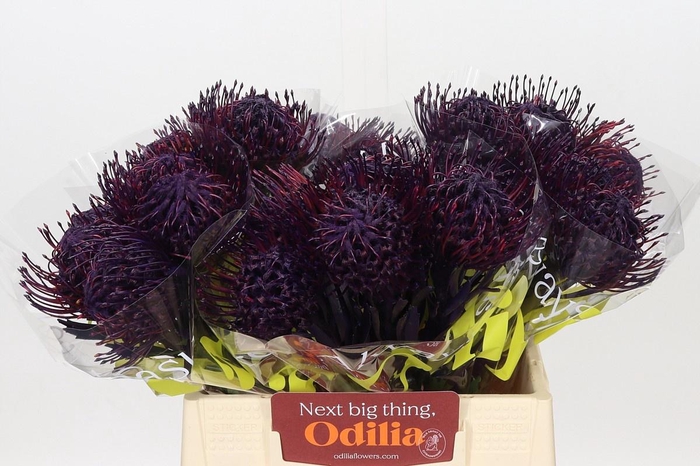<h4>LEUCO NUTANS PAINTED AUBERGINE H%</h4>