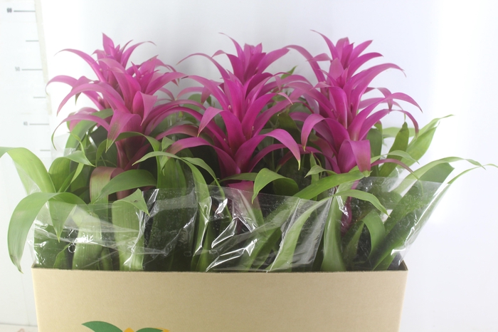 <h4>GUZMANIA VOILA P14</h4>