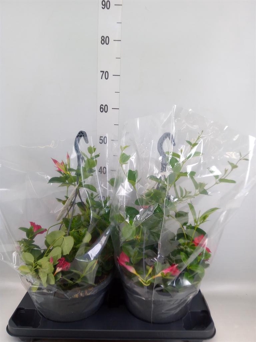 <h4>Mandevilla am. 'Sundav Red'</h4>