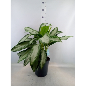 Aglaonema   ...