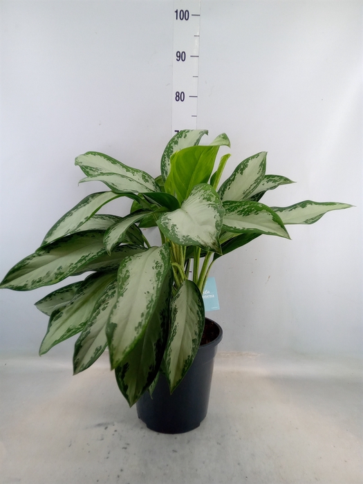 <h4>Aglaonema   ...</h4>