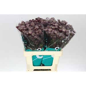 Astrantia Star Of Love