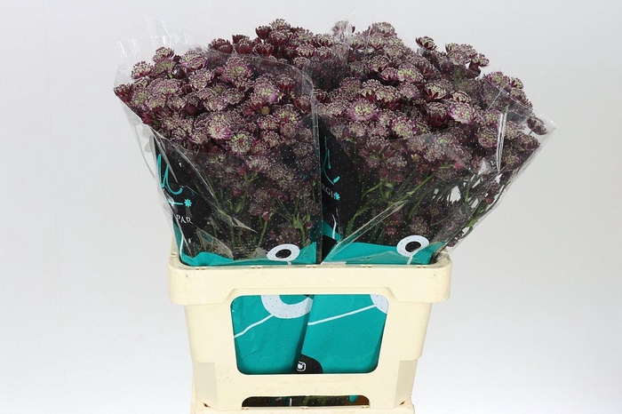 <h4>Astrantia Star Of Love</h4>