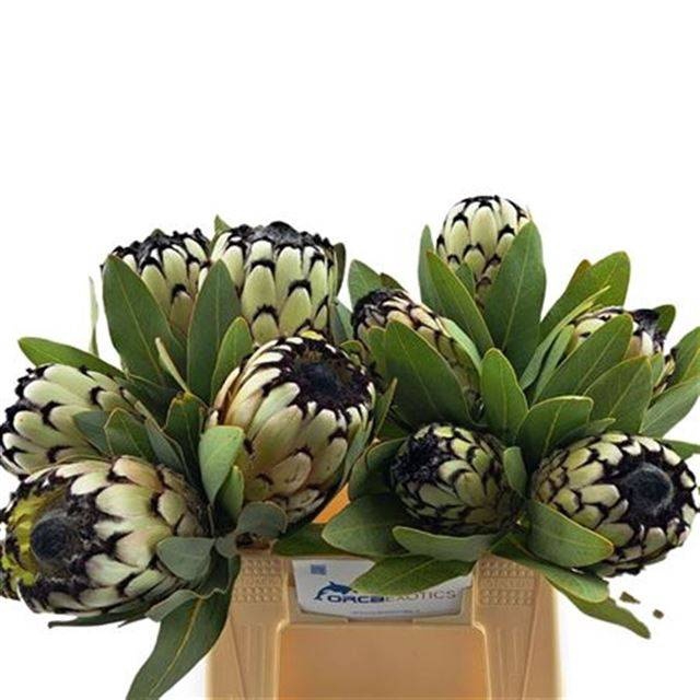 <h4>PROTEA M SNO LEOPARD</h4>