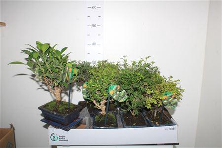 <h4>Bonsai Gem Outdoor</h4>