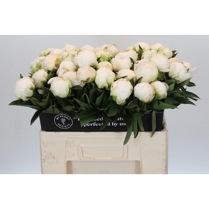 Paeonia Madame Claude Tain