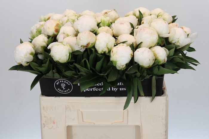 <h4>Paeonia Madame Claude Tain</h4>