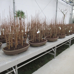 Pseudolarix groep ( forest)