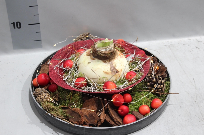 <h4>ARR HIPPEASTRUM</h4>