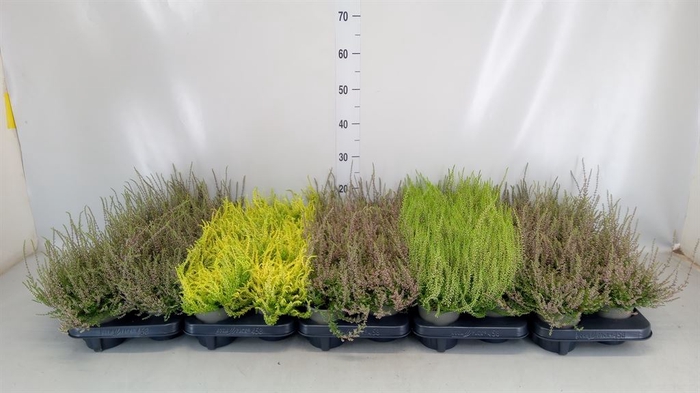 <h4>Calluna vulg.   ...</h4>