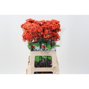 Di St Klb Gothic Orange Funza