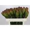 Leucadendron Laurel Yellow