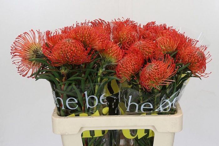 <h4>LEUCO CO SUCCESSION</h4>