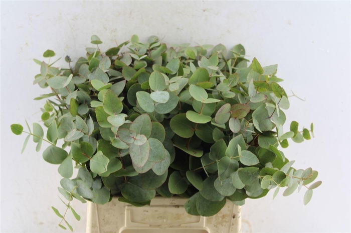 <h4>EUCA CINEREA</h4>