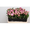 Paeonia Dr Alexander Fleming