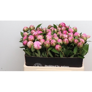 Paeonia Dr Alexander Fleming