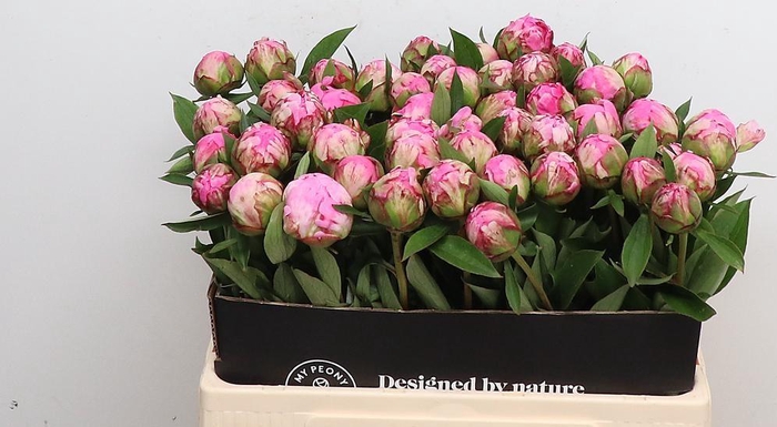 <h4>Paeonia Dr Alexander Fleming</h4>
