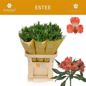 Alstroemeria Estee