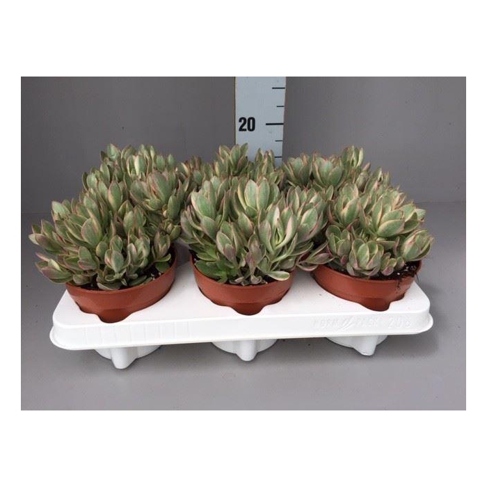 <h4>Crassula   ...</h4>