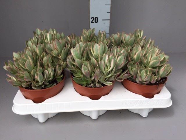 <h4>Crassula   ...</h4>