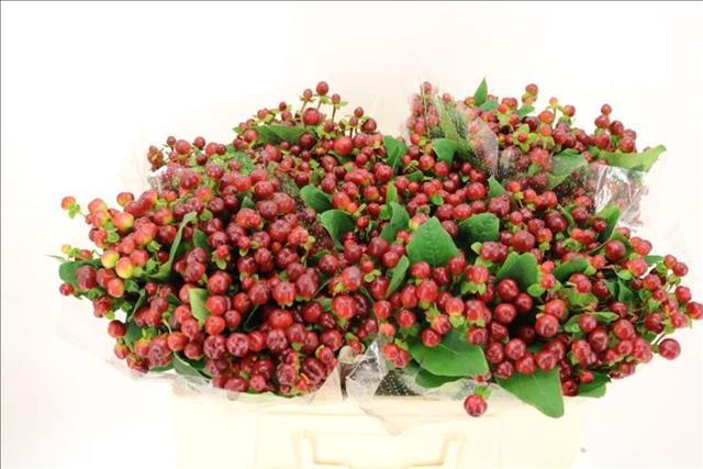 Hypericum Magical Cherry Brown