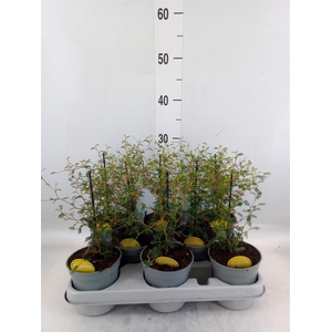 Sophora prostrata 'Little Baby'