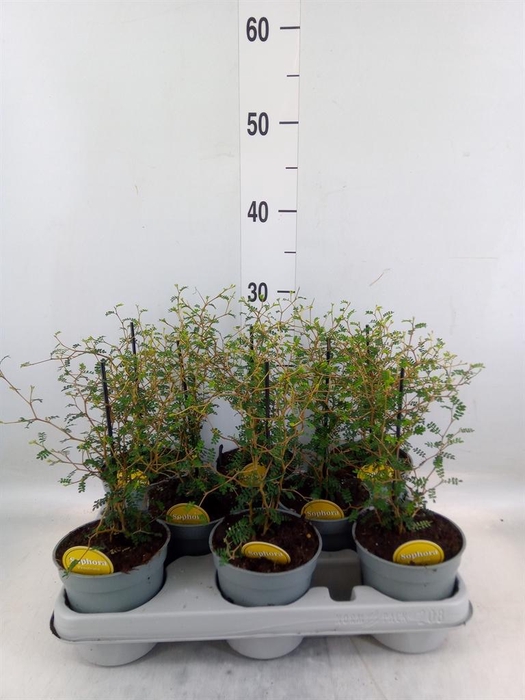<h4>Sophora prostrata 'Little Baby'</h4>