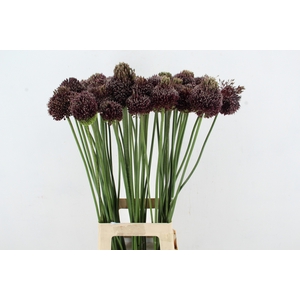 ALLIUM FORELOCK