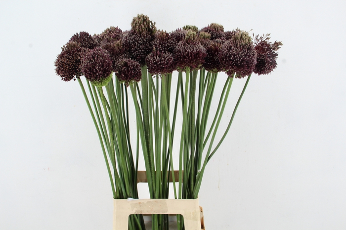 <h4>ALLIUM FORELOCK</h4>