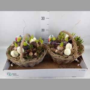 Arr.   Bol/Knolgewas L%