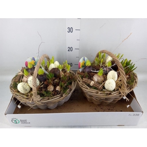 Arr.   Bol/Knolgewas L%