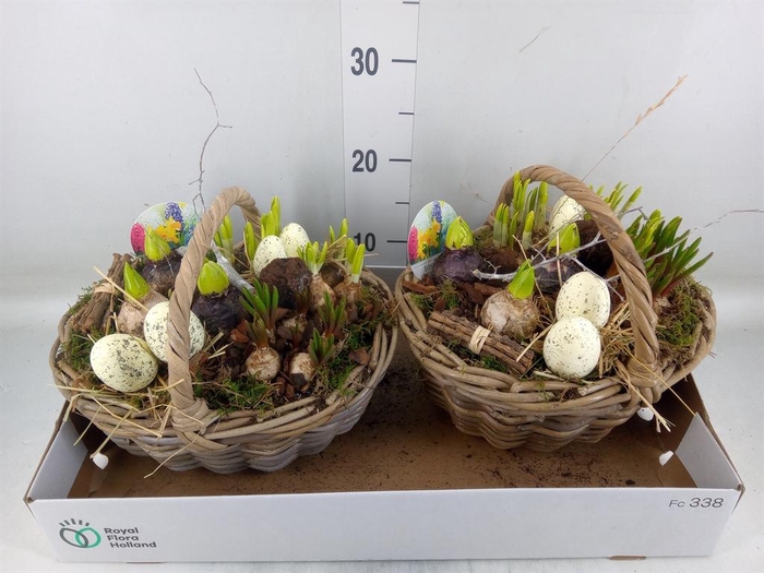 <h4>Arr. Bol/Knolgewas L%</h4>