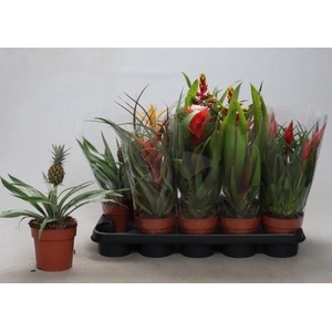 BROMELIA GEM