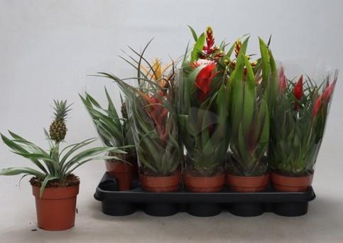 <h4>BROMELIA GEM</h4>