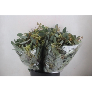 Euca Populus Berry Short 150gr P Bunch