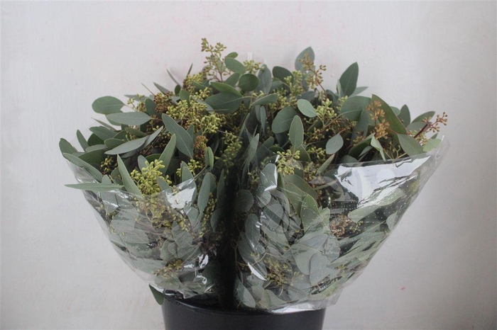 <h4>Euca Populus Berry Short 150gr P Bunch</h4>