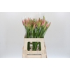 Nerine Vesta K