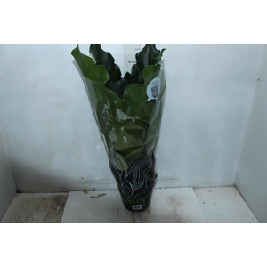 ANTHURIUM PLOWMANII P19