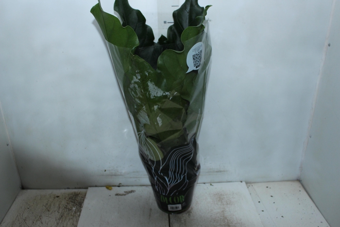 <h4>ANTHURIUM PLOWMANII P19</h4>