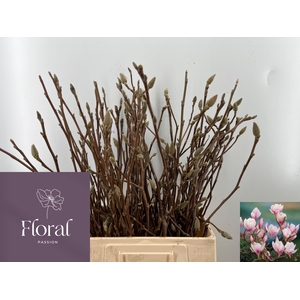 MAGNOLIA GRANDIFLORA