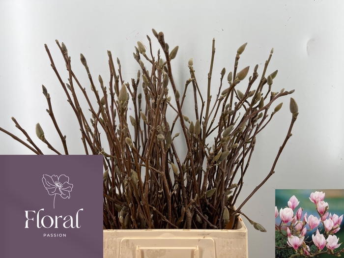 <h4>MAGNOLIA GRANDIFLORA</h4>