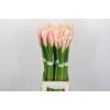 Zantedeschia Eydolls Salmon