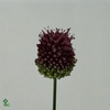 Allium Sphaerocephal