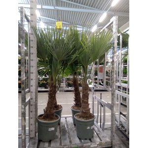 Trachycarpus fortunei
