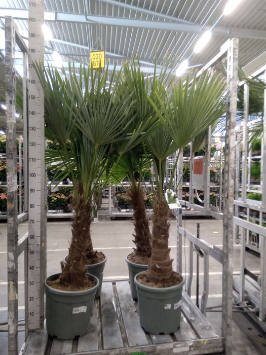<h4>Trachycarpus fortunei</h4>